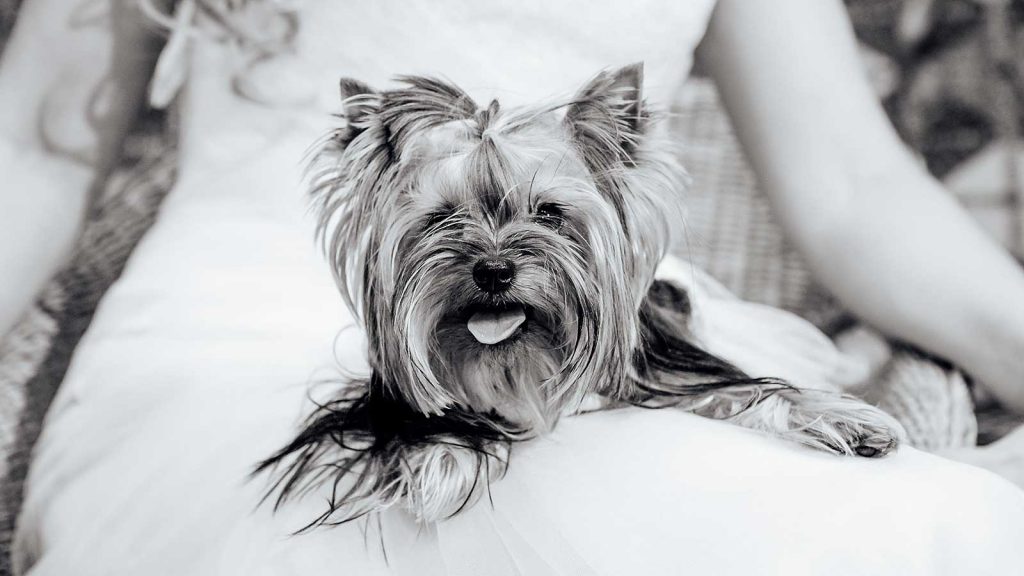 Woof Woof Weddings Contact Us Hero Image